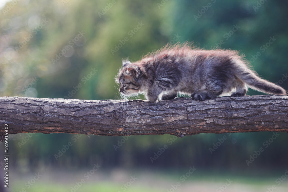 Fototapeta premium Fluffy Kitten in the forest goes on a tree trunk