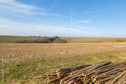 Piles of tree branches in the Sussex countryside, on a sunny winters day