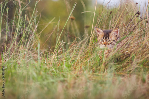 fluffy kitten alone in the grass in summer © WoodHunt