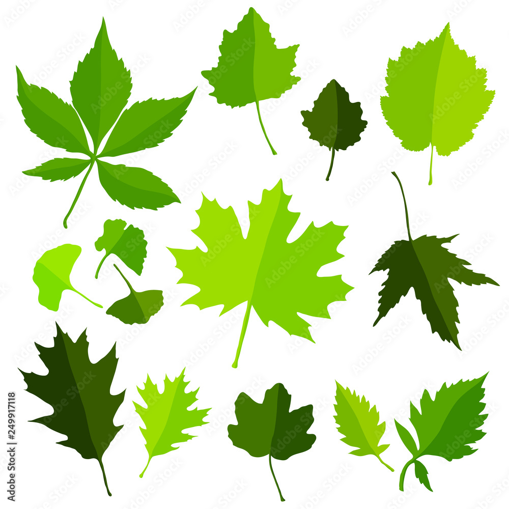 Green leaves set isolated on white background. Vector illustration Green leaves set isolated on white background. Vector illustration