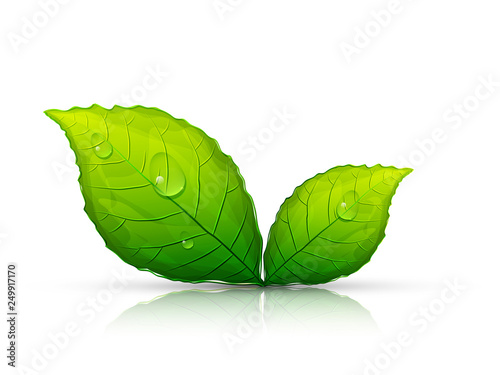 Green leaves with water drops. Ecology concept.