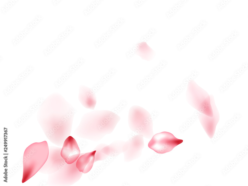 Fototapeta premium Pink sakura flower flying petals isolated on white vector background.