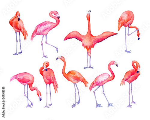 Set of tropical pink flamingos bird (flame-colored) in different poses. Hand drawn watercolor painting illustration isolated on white background.