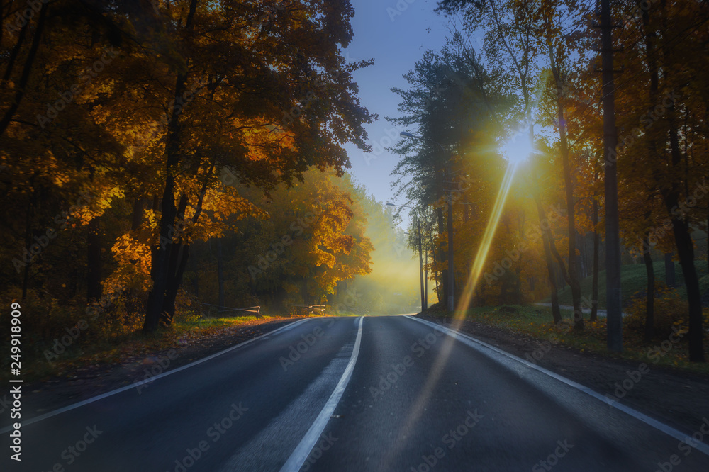 beautiful landscape sun rays in the forest