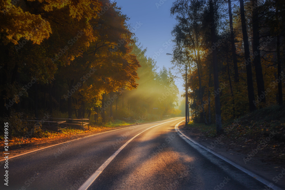 beautiful landscape sun rays in the forest