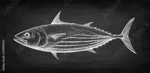 Chalk sketch of skipjack tuna.