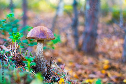 mushroom in the forest. Concept: outdoor recreation while collecting mushrooms in the forest. healthy, active lifestyle
