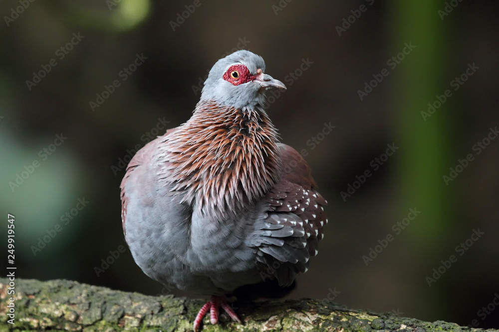 Speckled Pigeon (Columba guinea) Speckled Pigeon (Columba guinea)