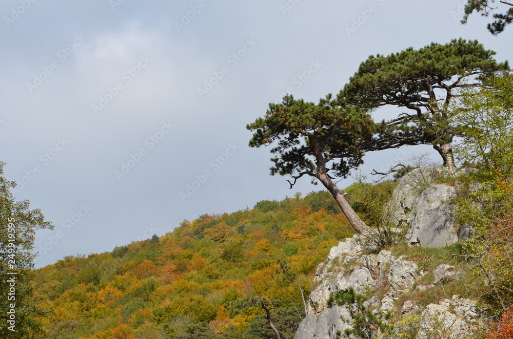 Herbstlicher Wald hinter Föhren auf Felsen Herbstlicher Wald hinter Föhren auf Felsen