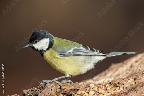 Great Tit (Parus major) in the nature protection area Moenchbruch near Frankfurt, Germany.