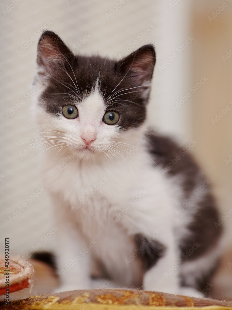 Little kitten of a color, white with black spots.