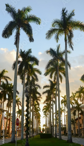 Street lined with palm trees in Florida © Jeff