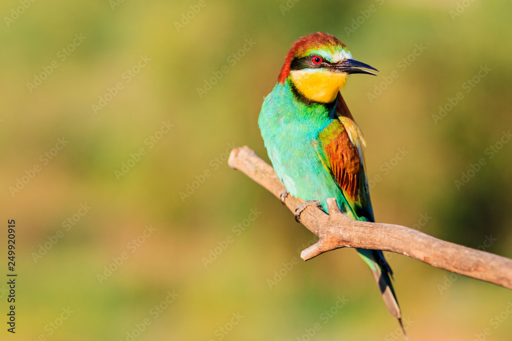Spring bee-eater sitting on a branch Spring bee-eater sitting on a branch