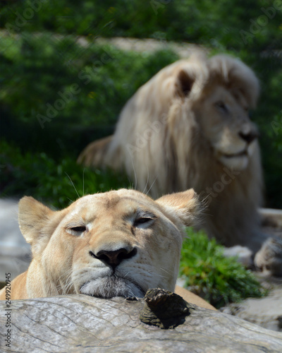 lion and lioness on the field in the zoo. a metaphor for marriage or a relationship in which a woman s head hurts and is tired of her male partner. 