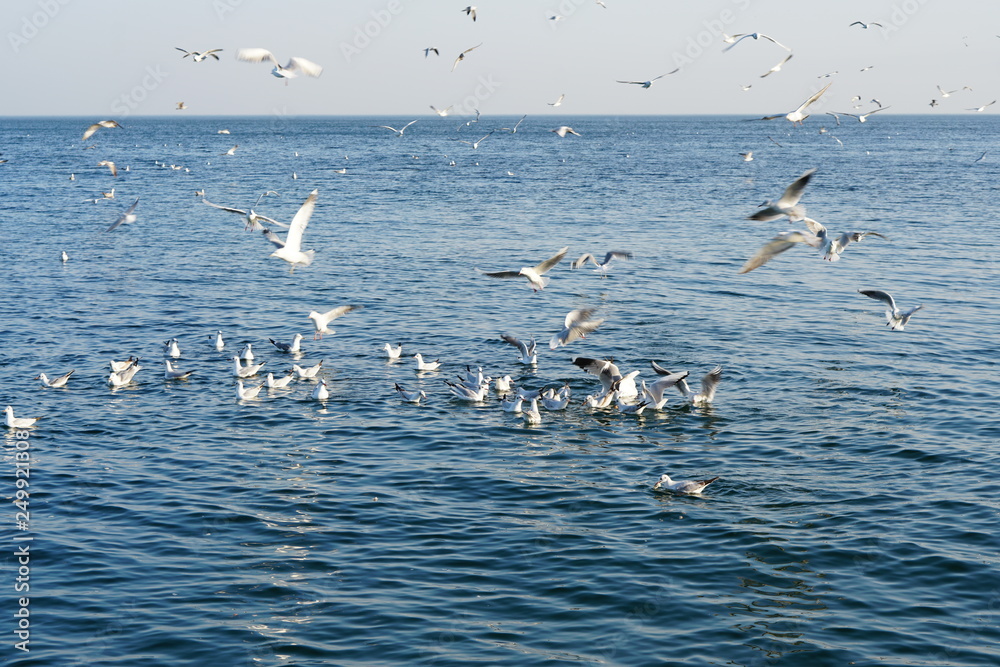 Seagulls, off the coast of Odessa