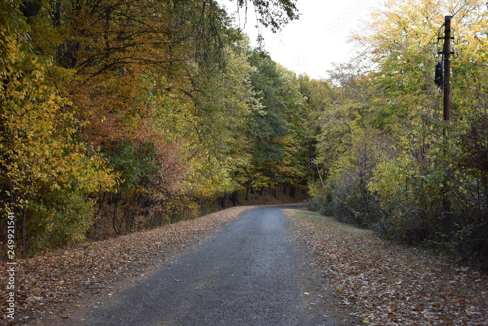 Road in the forest in autumn