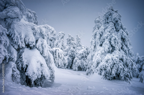 winter landschaft