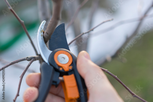 pruning with pruning shears in spring. Gardener pruns the fruit trees by pruner shears. Farmer hand with garden secateurs on natural green background. photo