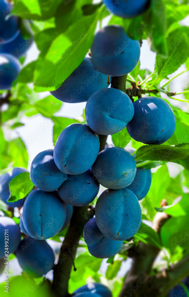 Plum tree close up with lots of colorful ripe fruit branches with green leaves in orchard Plum tree close up with lots of colorful ripe fruit branches with green leaves in orchard