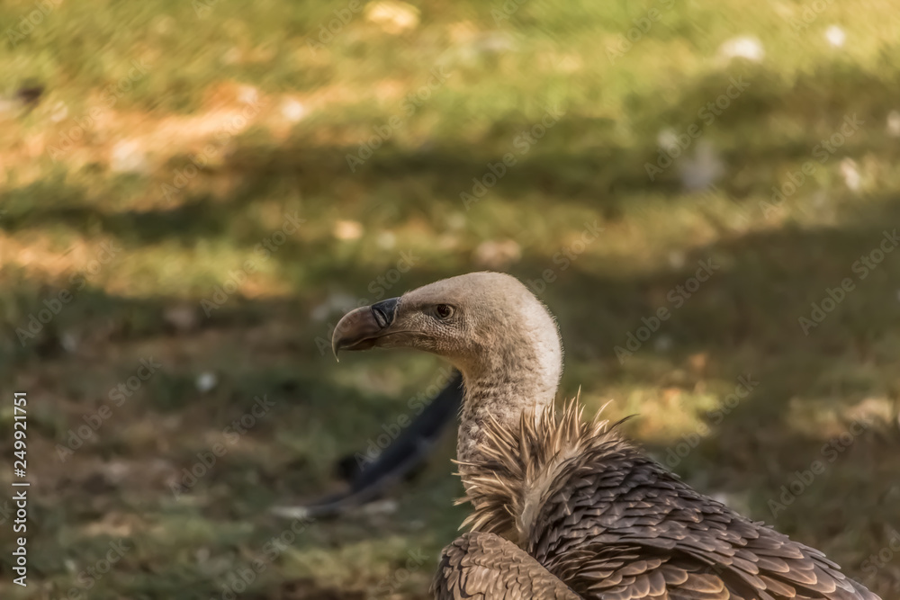 View of a Griffon vulture, a typical Eurasian griffon View of a Griffon vulture, a typical Eurasian griffon