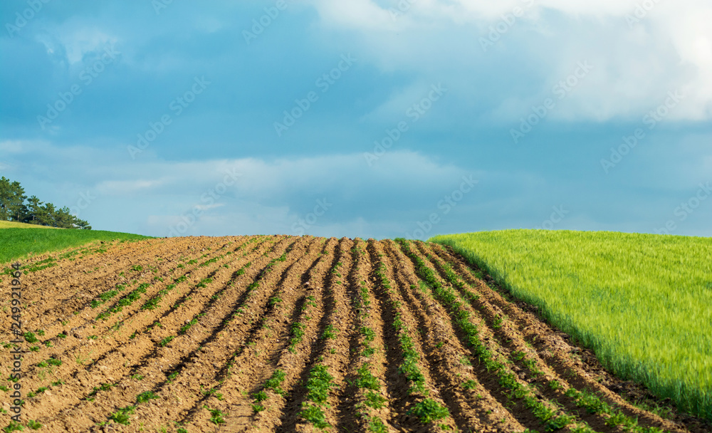 Field of young green grain and black empty field. Side by side green Wheat and small potato fields. Young wheat field in spring.