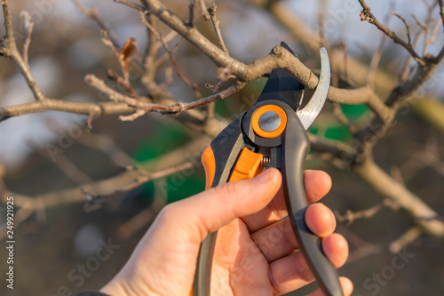 a gardener is cutting the tree in springtime. pruning with pruning shears in spring