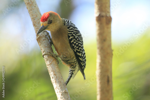A glance of the forest with beautiful Red-crowned Woodpecker Melanerpes rubricapillus bird perched in the rainforest  photo