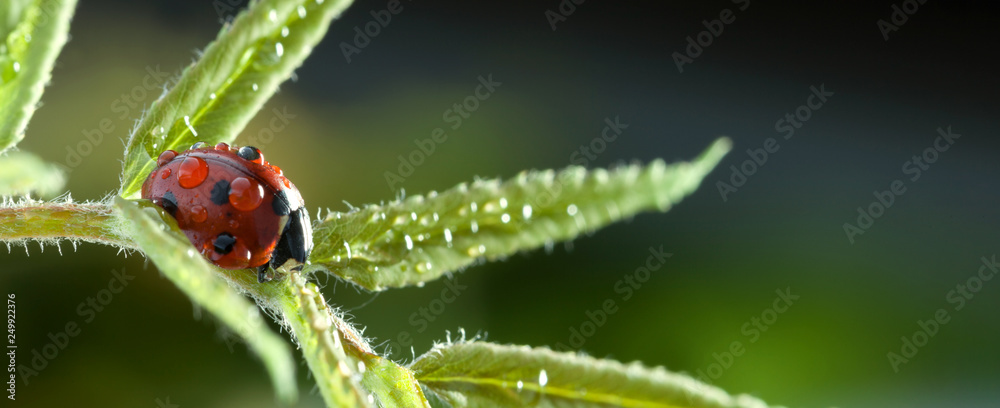 red ladybug on green leaf, ladybird creeps on stem of plant in spring in garden summer - obrazy, fototapety, plakaty 