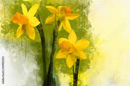 Watercolor daffodils. Hand drawn watercolor spring flowers perfect for design greeting card or print.