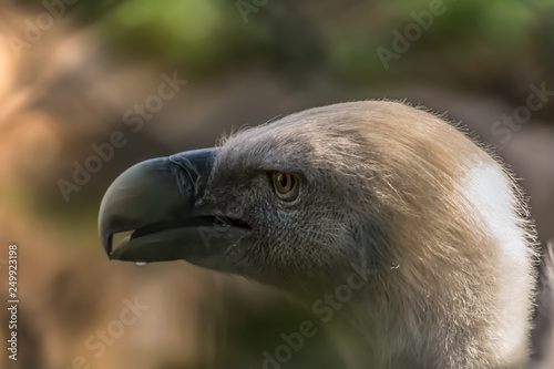Detailed view of a Griffon vulture head  a typical Eurasian griffon