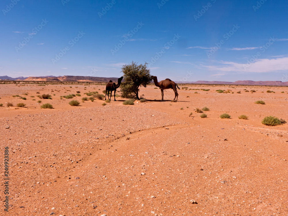 Zwei Kamele in der Wüste Sahara in Marokko stehen an einem kleinen Baum