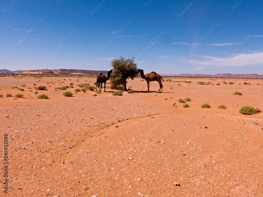 Zwei Kamele in der Wüste Sahara in Marokko stehen an einem kleinen Baum Zwei Kamele in der Wüste Sahara in Marokko stehen an einem kleinen Baum