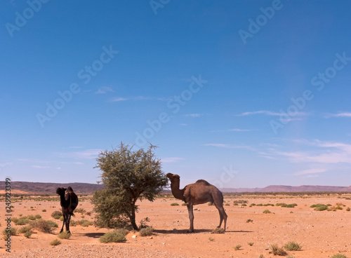 Zwei Kamele in der W  ste Sahara in Marokko stehen an einem kleinen Baum