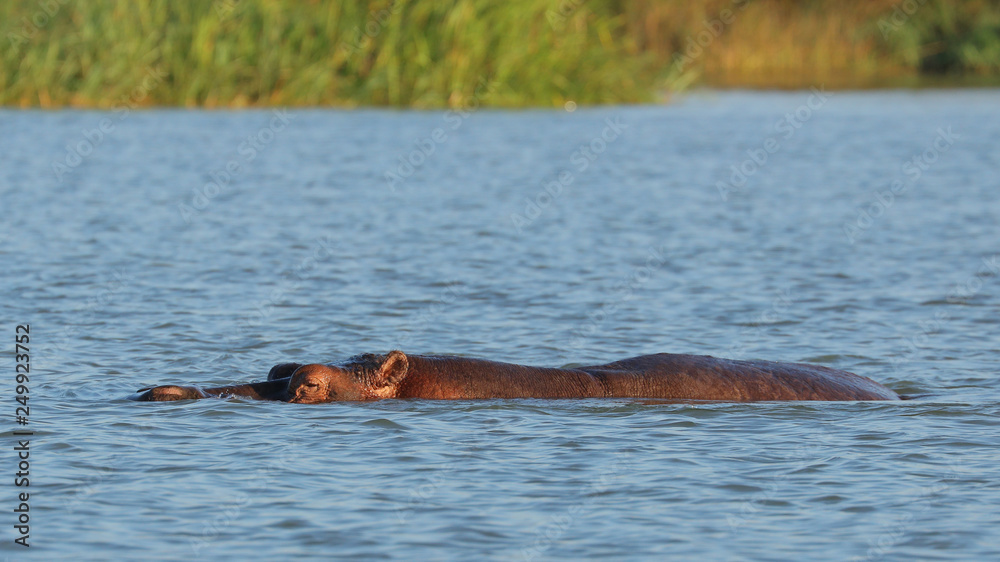 Fototapeta premium Hipopótamo en Lago Tana, Etiopía.