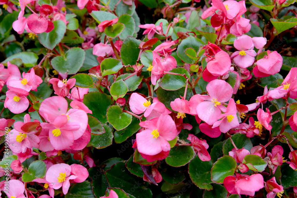 Begonia Semperflorens
