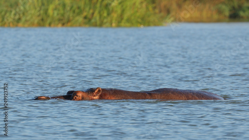 Hipopótamo en Lago Tana, Etiopía.