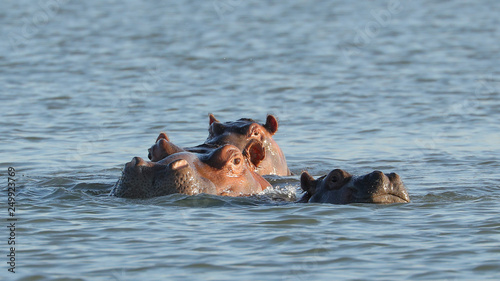 Hipopótamo en Lago Tana, Etiopía.