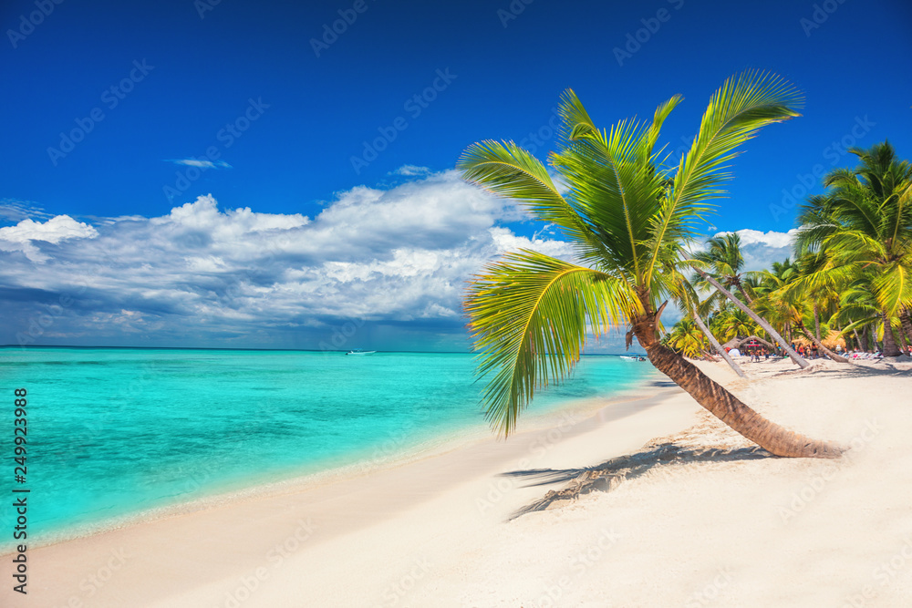 Palm trees on white sandy beach in Caribbean sea, Saona island. Dominican Republic
