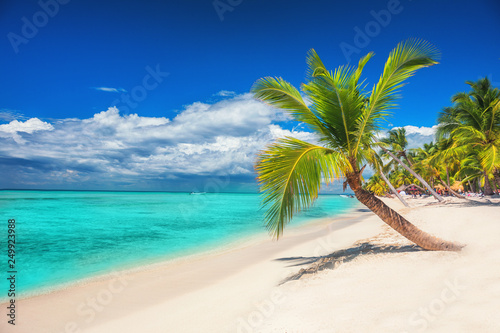 Palm trees on white sandy beach in Caribbean sea, Saona island. Dominican Republic
