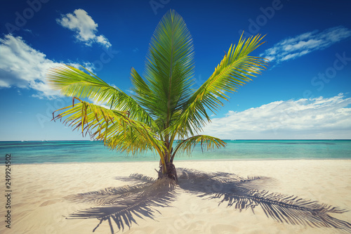 Fototapeta Naklejka Na Ścianę i Meble -  Palm trees on white sandy beach in Caribbean sea, Saona island. Dominican Republic.