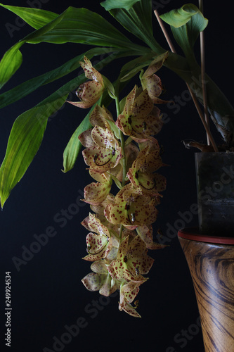 orchid yellow red specks on black background Cycnoches barthiorum ‘Pink Dove’ photo