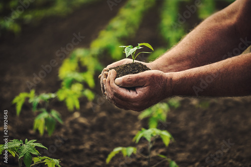 Farmer holding pepper plant in hands on field, homegrown organic vegetables