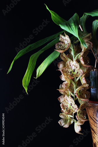 orchid yellow red specks on black background Cycnoches barthiorum ‘Pink Dove’ photo