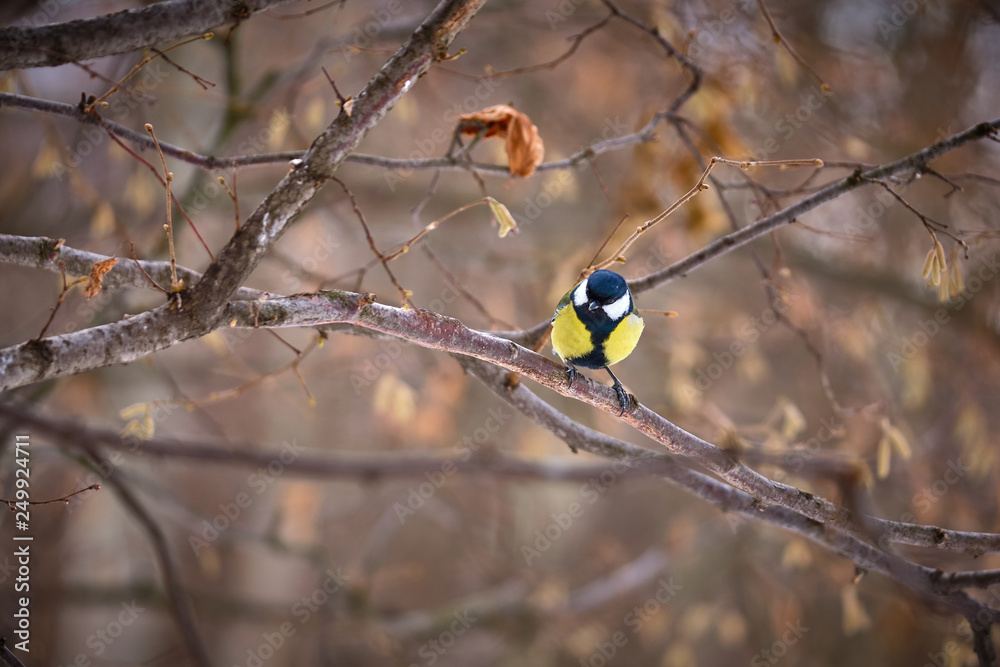 Fototapeta premium Tit on the branches in the spring forest in Moscow