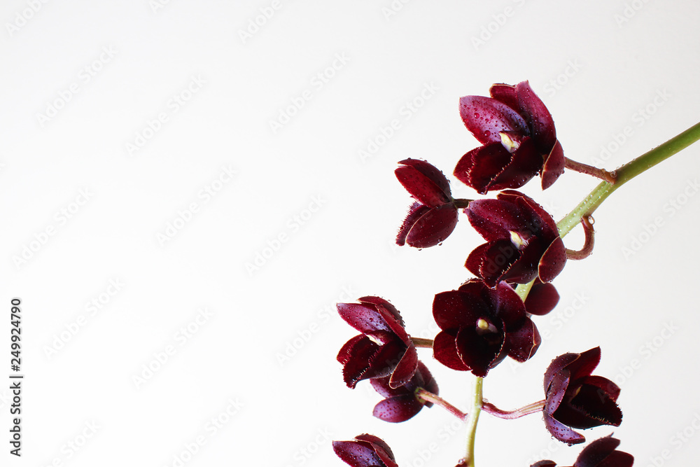 Obraz premium burgundy red orchid on a light background Fredklarkeara After Dark
