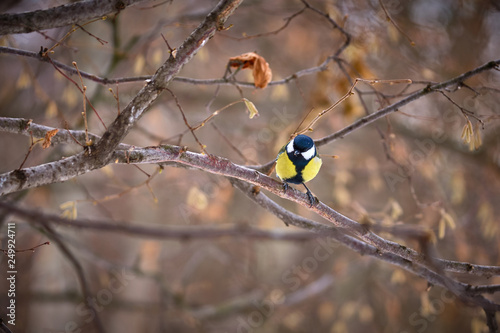 Tit on the branches in the spring forest in Moscow