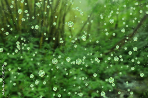 Drops of rain falling in the forest.