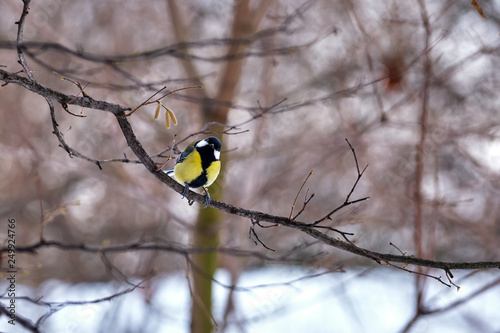 Tit on the branches in the spring forest in Moscow
