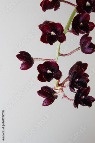 burgundy red orchid on a light background Fredklarkeara After Dark