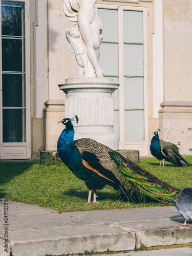 peacock in the garden